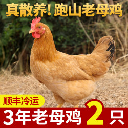 乡公馆 土鸡皖南老母鸡精选品质正宗农家散养跑山鸡新鲜宰杀走地鸡整只
