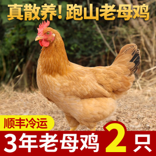 乡公馆 土鸡皖南老母鸡精选品质正宗农家散养跑山鸡新鲜宰杀走地鸡整只