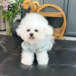 五只小白熊原创宠物衣服秋冬新款碎花飞袖夹棉外套裙狗狗猫咪马甲