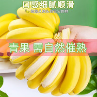 京喜 云南高山甜香蕉整箱包邮 5斤 青蕉发货自行催熟