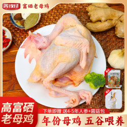 善缘佳 2整只肉质紧实营养滋补佳品1.2kg/只T-3