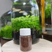 大叶水草和小叶水草 发芽率高