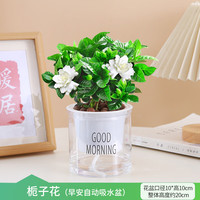 蓝桂圆 栀子花盆栽早安盆带花苞浓香型绿植花卉净化空气源头直发