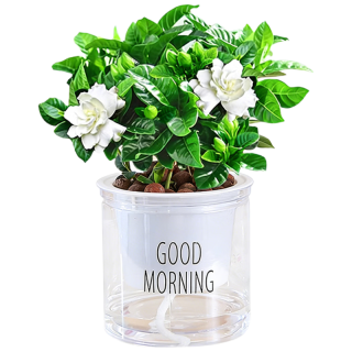 蓝桂圆 栀子花盆栽 浓香型 带花苞 1盆