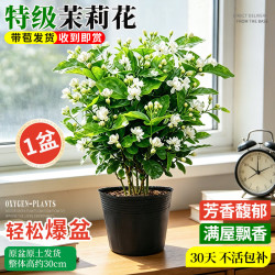 蓝桂圆 茉莉花盆栽 浓香重瓣净化空气 好养易活观赏花卉 原盆1盆源头直发