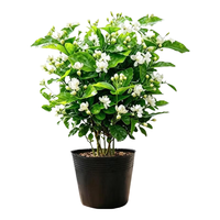 蓝桂圆 茉莉花盆栽 浓香重瓣 原盆1盆