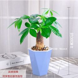 京喜 发财树盆栽室内桌面绿植大发财树苗招财树吸甲醛植物 单杆发财树