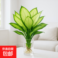 玛丽安水培植物万年青好养盆栽室内富贵竹办公室客厅花卉净化空气 玛丽安25-30厘米1棵