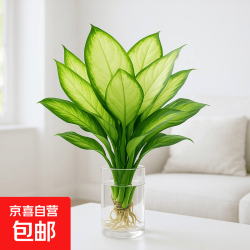 玛丽安水培植物万年青好养盆栽室内富贵竹办公室客厅花卉净化空气 玛丽安25-30厘米1棵