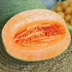 京喜加 山东头茬哈蜜瓜 新鲜采摘沙漠甜瓜源头 净重4-5斤