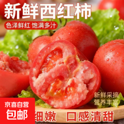 精品大红番茄 1斤