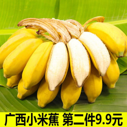 果迎鲜 广西小米蕉 新鲜水果 香蕉 净果4.5斤 芭蕉 小香蕉