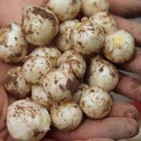 果迎鲜 四川苦藠头新鲜正宗野生野小蒜腌制泡菜现挖苦荞头团葱薤白野葱头 5斤大果
