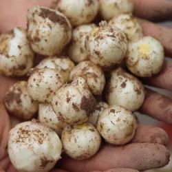 果迎鲜 四川苦藠头新鲜正宗野生野小蒜腌制泡菜现挖苦荞头团葱薤白野葱头 5斤大果