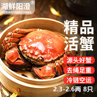 湖鲜阳澄 大闸蟹 去绳足重 2.0-2.3两 8只 六月黄鲜活海鲜螃蟹海鲜特大礼盒装