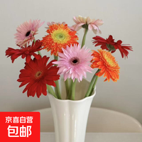 京喜 非洲菊鲜花新鲜采摘基地直发水养易养护多颜色520 母亲节生日礼物 随机混色16支+4支防损