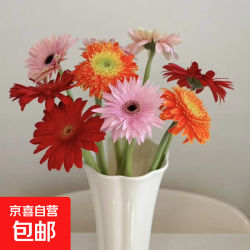 京喜 非洲菊鲜花新鲜采摘基地直发水养易养护多颜色520 母亲节生日礼物 随机混色16支+4支防损