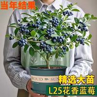 蓝莓树果苗 L25蓝莓苗盆栽地栽 6年苗