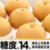 寻天果蔬 秋月梨正宗山东新鲜阳莱梨子羊脂级大果时令正品水果