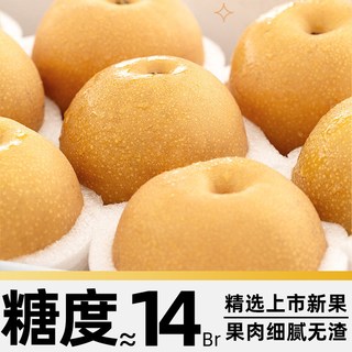 寻天果蔬 山东秋月梨