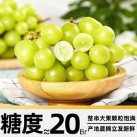 88VIP：京运达 阳光玫瑰葡萄 新鲜水果6-8g