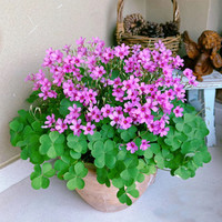 茂晴 酢浆草紫叶红花种球 多年生耐热耐寒 1粒