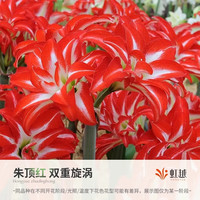虹越 朱顶红裸球 双重旋涡 26/28cm 1球
