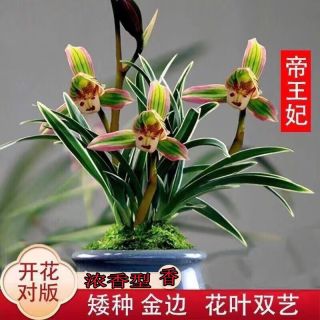 艾莹 建兰金边鹤艺矮种帝王妃茶桌国宝级兰花苗植物花卉盆栽夏带花苞 帝王妃3壮苗，配开花肥