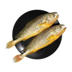 新鲜特大黄鱼500g-600g*1条