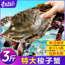 东上御品 舟山梭子蟹 3-5两/只 3斤装