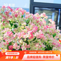 虹越 三角梅盆栽苗 绿叶樱花 170#带盆