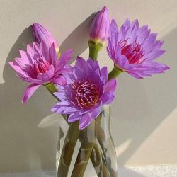 京东鲜花 紫色睡莲 10枝 鲜切花