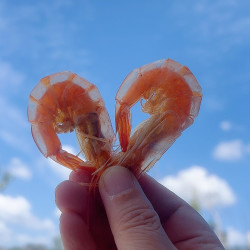 [虾姑姐]  舟山活皮虾干100g/包  休闲海鲜零食
