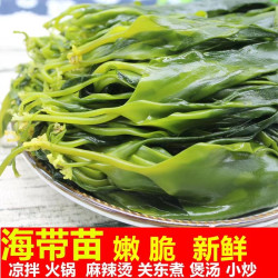 海带苗鲜嫩牙嫩霞浦食用海带苗嫩苗新鲜火锅凉拌食材海带商用批发