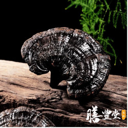 膳豊堂 长白山黑零之整枝中药材灵芝树舌灵芝黑灵芝2只约40克粉丝福利