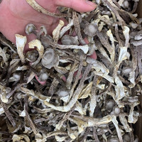 本港鹿茸菇煲汤爆炒包邮