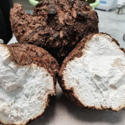 粤北山区阳山土特产白茯令无磺根茎菌