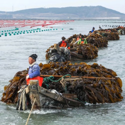 莆田农家海带