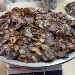 鹿茸轻微圆破腊片+西洋参 自用没差