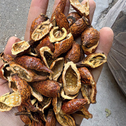 阳山粤北山区金樱子250克煲汤煲水干货