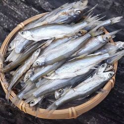 翘嘴鱼安徽特产刁子鱼干干货咸味小鱼干风干小河鱼咸鱼干白条鱼干