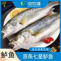 】七星海鲈鱼生鲜海鲜新鲜鲜鱼4-4.5斤（1-1.2斤/条*4条）