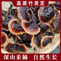 高原竹灵芝 下山助农山货 自然生长 煲汤煮茶滋补营养