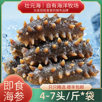 壮元海 海参大连海参4-7头/斤 500g/袋大连原产地