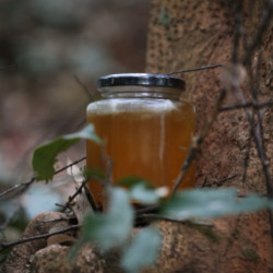 云南高山野生大挂蜂树挂蜜 500 克顺丰包邮