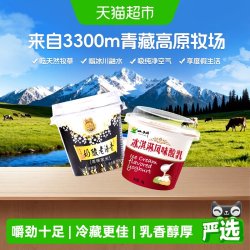 小西牛 青藏奶源 老酸奶特色低温酸奶 源头直发