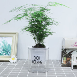 急兔 四季常青盆栽水培土培绿植桌面植物易活文竹含早安盆源头直发