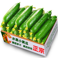 当季现摘水果小黄瓜新鲜黄瓜甜脆小青瓜荷兰蔬菜农家自种生吃包邮
