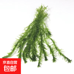 蜈蚣草水草植物懒人鱼缸真水草造景水培阴性净化水质生态 蜈蚣草15颗