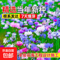 京东自营 矢车菊花种子四季播种公园景区花海打造野花组合种籽好种易活花籽